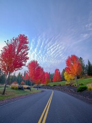 Bright red leaves on trees line a street in autumn near Coeur d'Alene, Idaho
