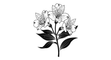 Floral alstroemeria sketch