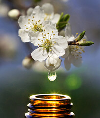 Drop Flower Essence falling from the flower remedy Bach Cherry Plum the bottle glass brown, therapy Floral, tree Prunus cerasifera, Florais de Bach, Terapia Floral