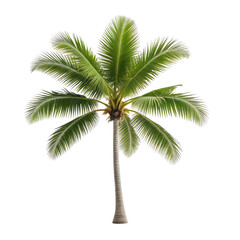 Obraz premium Digitally isolated, vibrant green palm tree