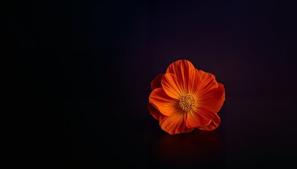 Isolated Floral Bloom, Radiating Warmth Against a Dark Backdrop Texture and Form.
