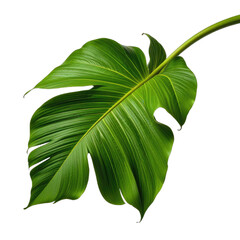 Large, lush green leaf with intricate veins and a distinctive shape on black