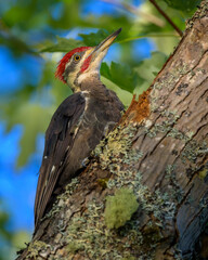 Pileated Woodpecker bird on tree