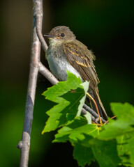 Eastern Phoebe bird perching on tree branch