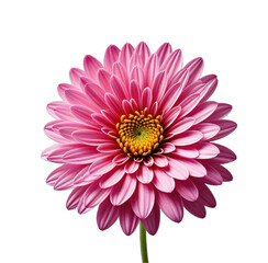 Close-up of a vibrant pink flower with a yellow center, black background