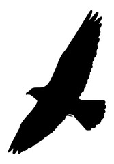 A black and white silhouette of a bird in flight, symbolizing freedom and dreams on a white isolated background. Vector graphics. EPS.