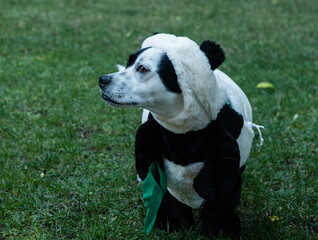 Adorable small mixed breed black and white dog in a Halloween costume