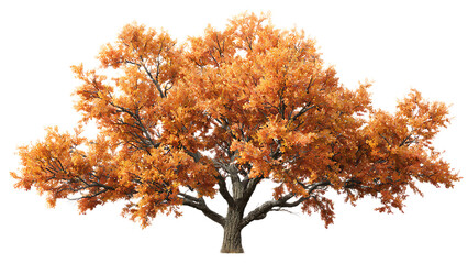 A large tree with orange leaves and a thick trunk isolated against a black background in autumn