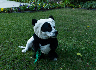 Adorable small mixed breed black and white dog in a Halloween costume
