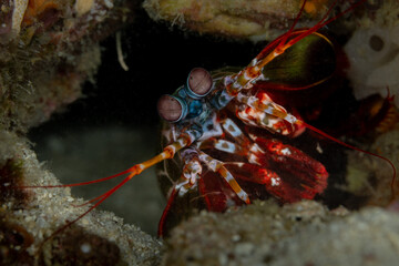 Peacock Mantis Shrimp