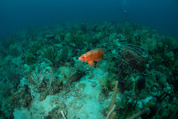 Glass Eye Snapper