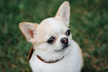 red and white chihuahua sitting on green grass in park in sunny summer day, close-up view of head, dwarf dog breed, dogwalking concept