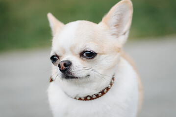 red and white chihuahua walking in park in sunny summer day, close-up view of head, dwarf dog breed, dogwalking concept