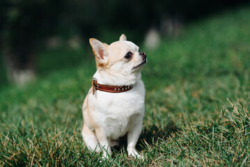 red and white chihuahua sitting on green grass in park in sunny summer day, dwarf dog breed, dogwalking concept