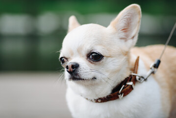 red and white chihuahua walking in city park in sunny summer day, close-up view of head, dwarf dog breed, dogwalking concept