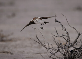 Monjita salinera volando