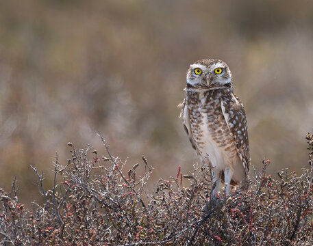 Lechuza de las vizcacheras