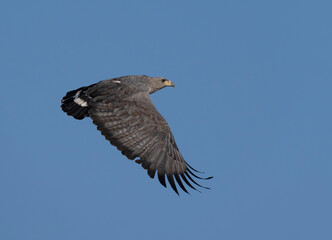 Aguila coronada volando