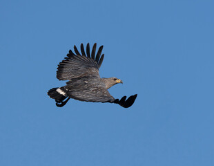 Aguila coronada planenado