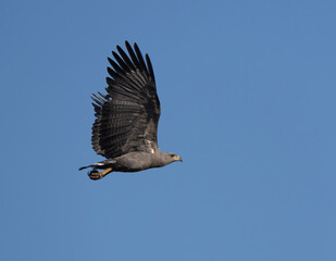 Aguila coronada en vuelo