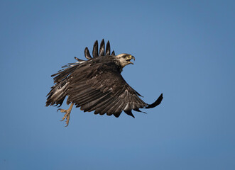 Aguila coronada plumaje