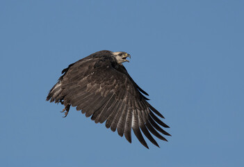 Aguila coronada volando