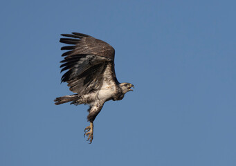 Aguila coronada despegando