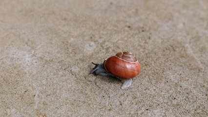 Ślimak winniczek pełzający po betonie
