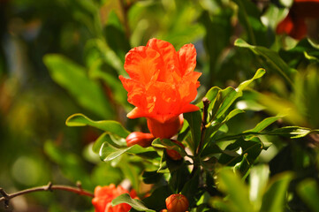 Red pomegranate flower, Punica granatum
