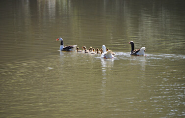 Adult geese guiding and escorting a group of the new generation