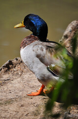 Obraz premium Beautiful Mallard duck, Anas platyrhynchos