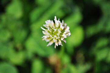 Lawn with white clover, Trifolium repens
