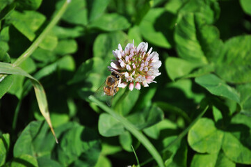 Bee pollinating a white clover, Trifolium repens