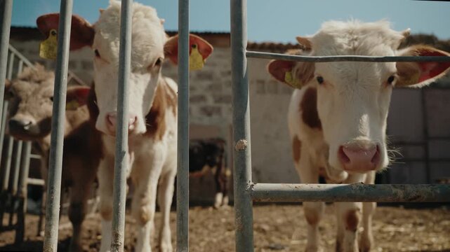 Calves behind a fence