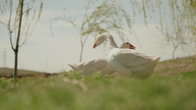 The geese are resting on the lawn.