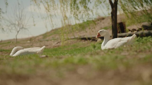 Geese relaxing on grass in natural light
