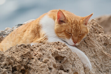 Cute ginger cat sleeping on the rock near the sea in summer. The cat sleeps against the sea background.
