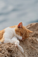 Cute ginger cat sleeping on the rock near the sea in summer. The cat sleeps against the sea background.