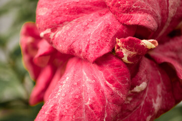 Folhas com gotas de orvalho 