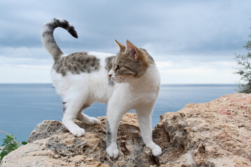 Fototapeta premium Cat on a rock against a backdrop of sea and sky. Portrait of a cat on a cliff's edge by the sea