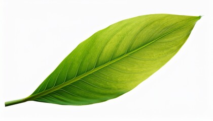 Obraz premium Transparent Background Isolated Green Leaf Icon Collection Minimalist Design For Ecology Organic And Natural Products Png