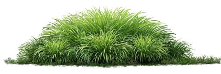 Lush green grass clump showcasing vibrant foliage, thriving in a natural setting, highlighting the beauty of plant life against a clear background, suitable for environmental themes