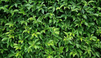 Obraz premium Green Leaf Wall Texture Background Nature View Of Green Plants Environmental Freshness Wallpaper Concept