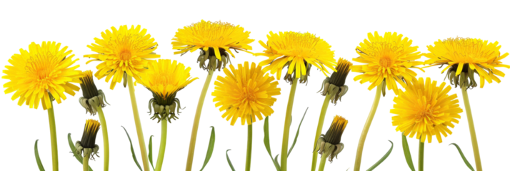 A vibrant cluster of yellow dandelions swaying gently in the breeze, set against a soft blurred green background, symbolizing the beauty of nature in springtime