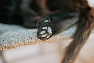 Les coussinets de la pâte d'un chat noir 