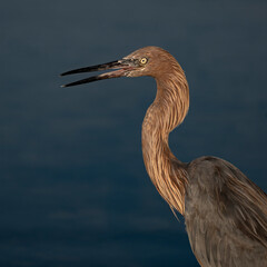 Great Blue Heron Portrait