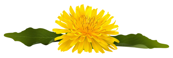 A vibrant yellow dandelion flower blooming amidst lush green leaves, set against a soft blurred background, symbolizing nature's beauty and resilience, ideal for gardening or wellness themes