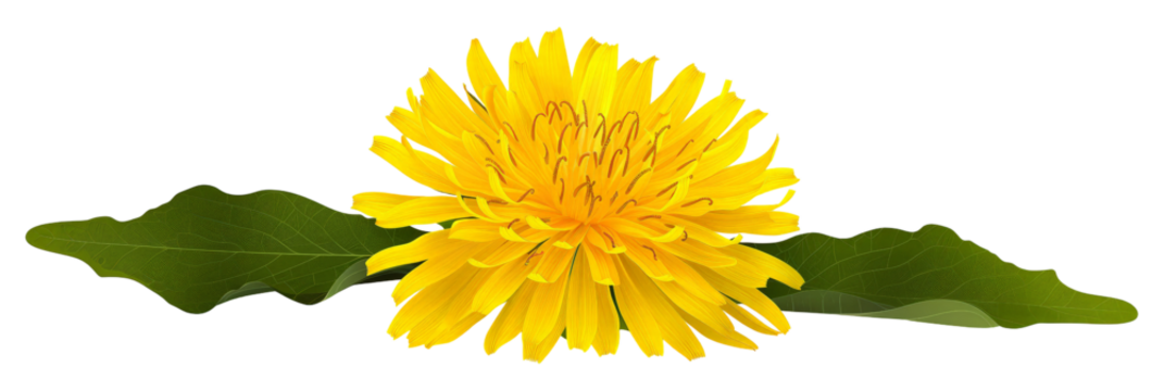 A vibrant yellow dandelion flower blooming amidst lush green leaves, set against a soft blurred background, symbolizing nature's beauty and resilience, ideal for gardening or wellness themes