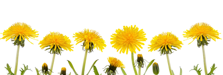 A vibrant field of yellow dandelions swaying gently in the breeze, set against a clear blue sky, showcasing nature's beauty and resilience in an open landscape