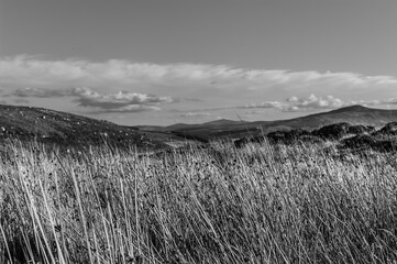 A field of tall grass with a cloudy sky in the background